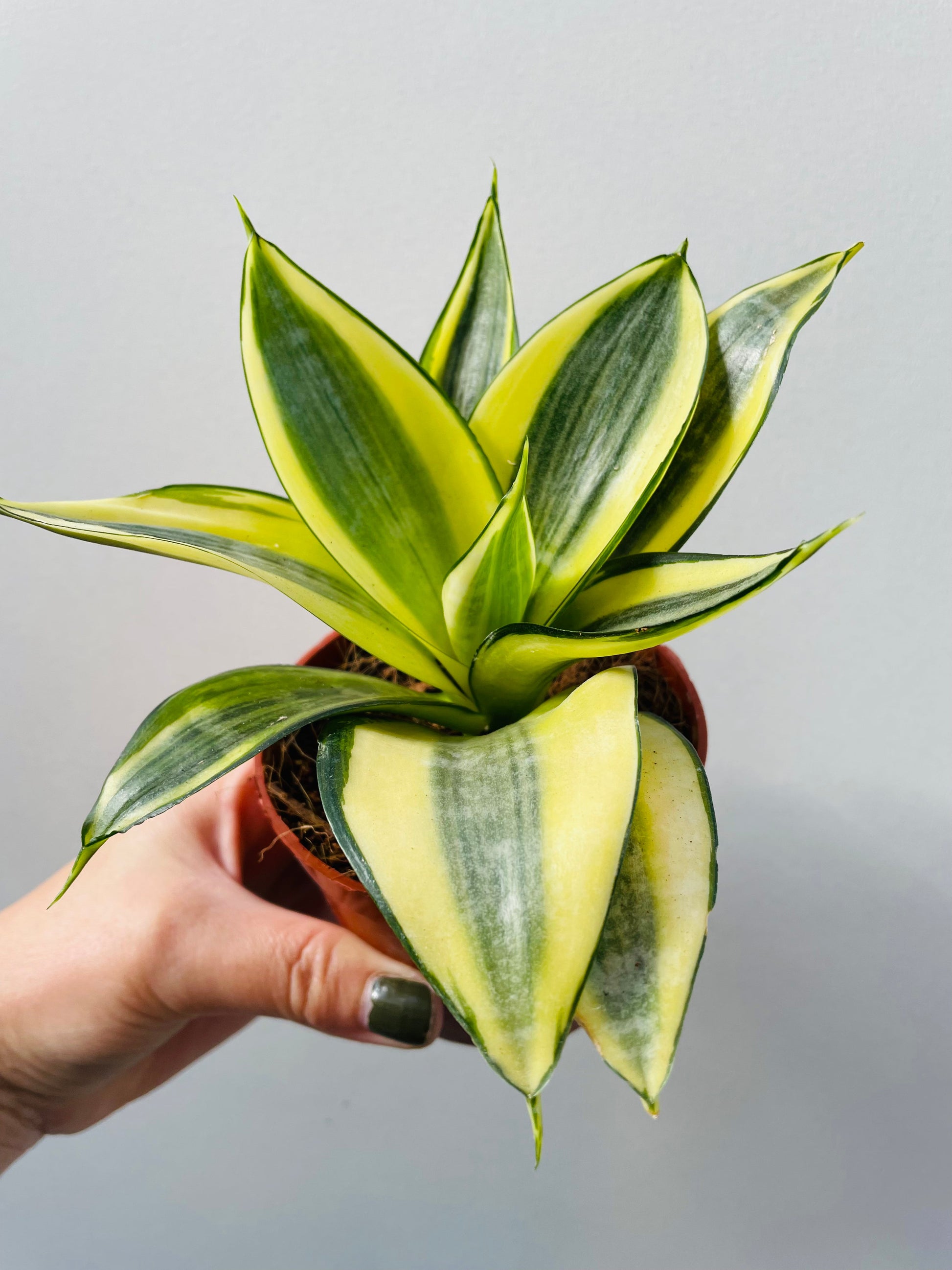 Bilde av Sansevieria ‘Golden Hahnii’-Spanne Plantesalg