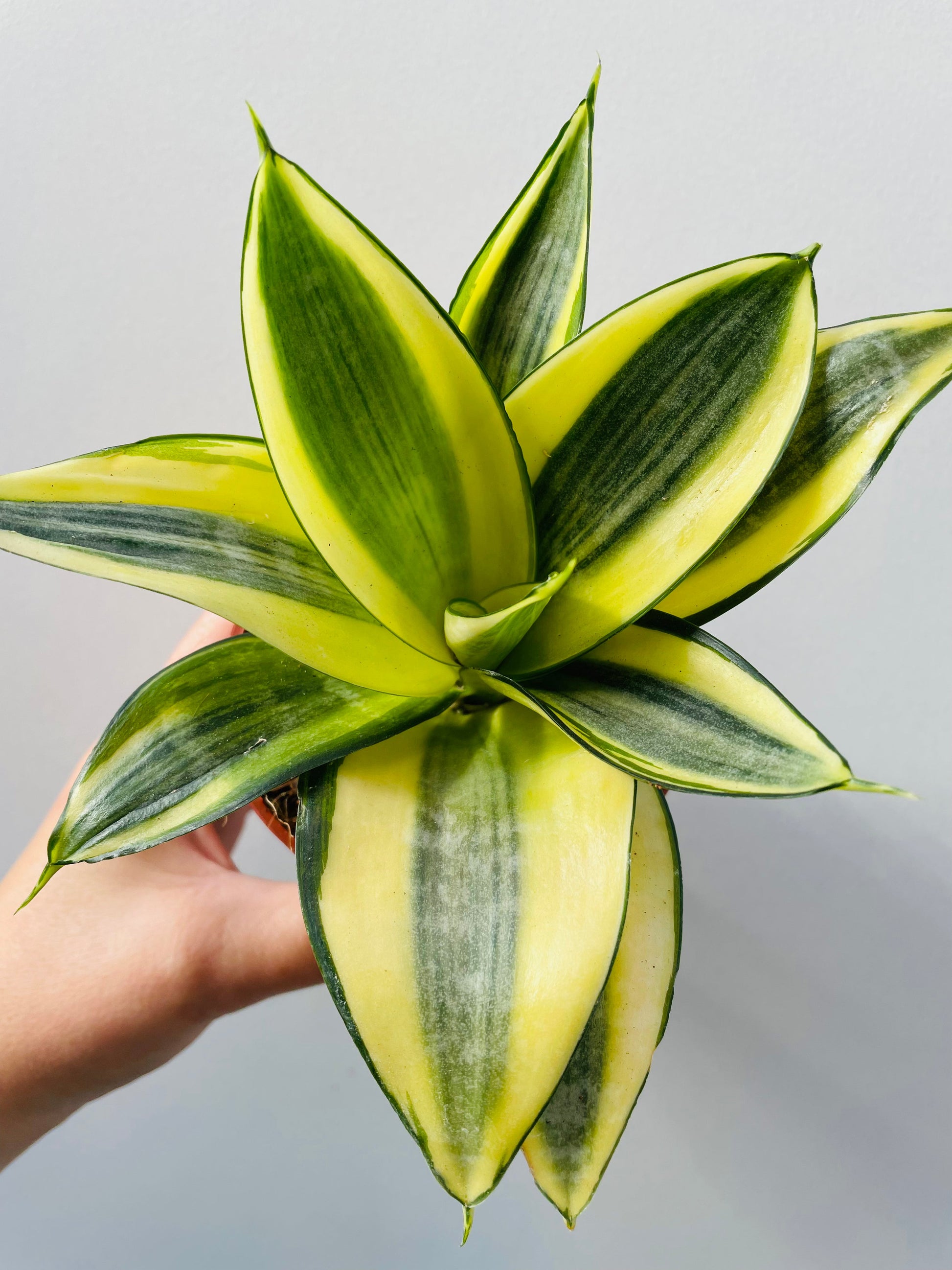 Bilde av Sansevieria ‘Golden Hahnii’-Spanne Plantesalg