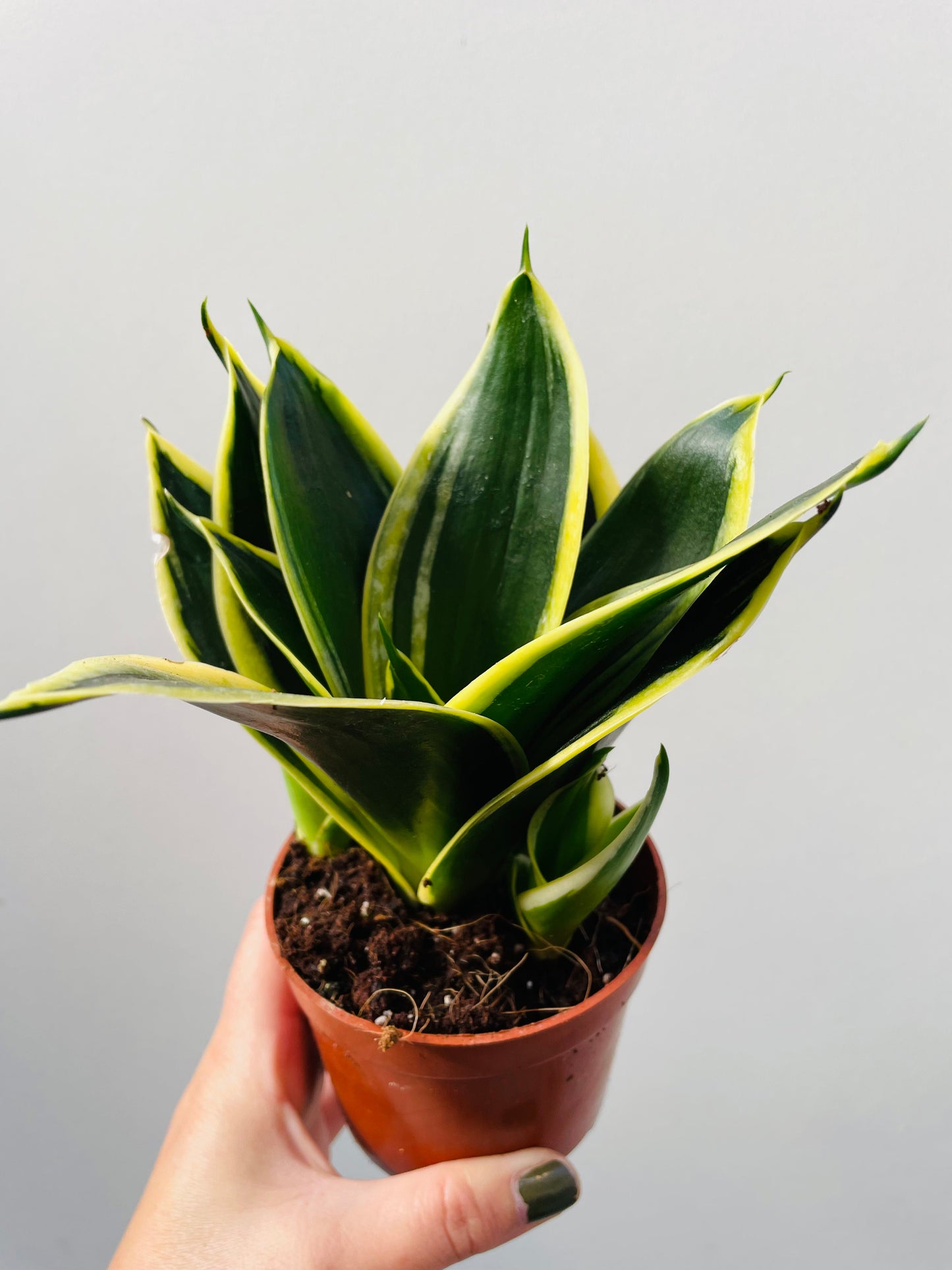 Bilde av Sansevieria hahnii ‘Black Star’-Spanne Plantesalg