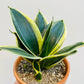 Bilde av Sansevieria hahnii ‘Black Star’-Spanne Plantesalg