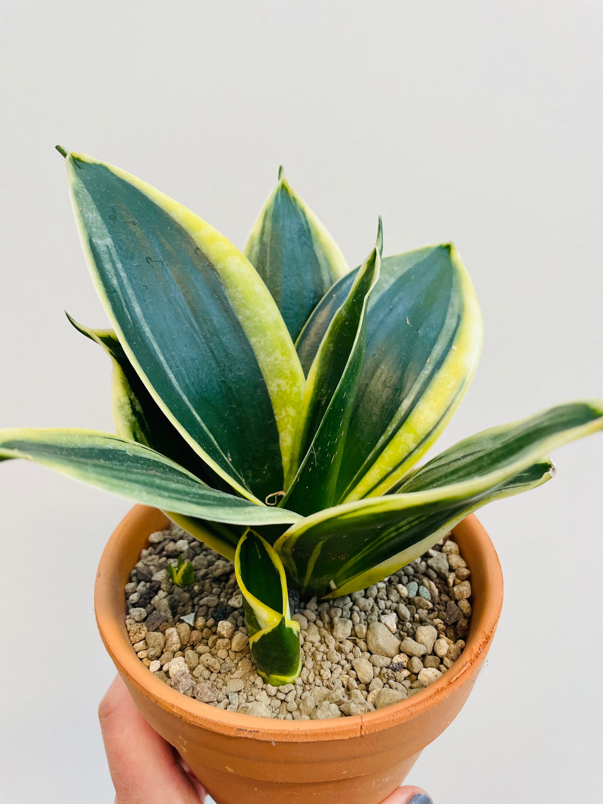 Bilde av Sansevieria hahnii ‘Black Star’-Spanne Plantesalg