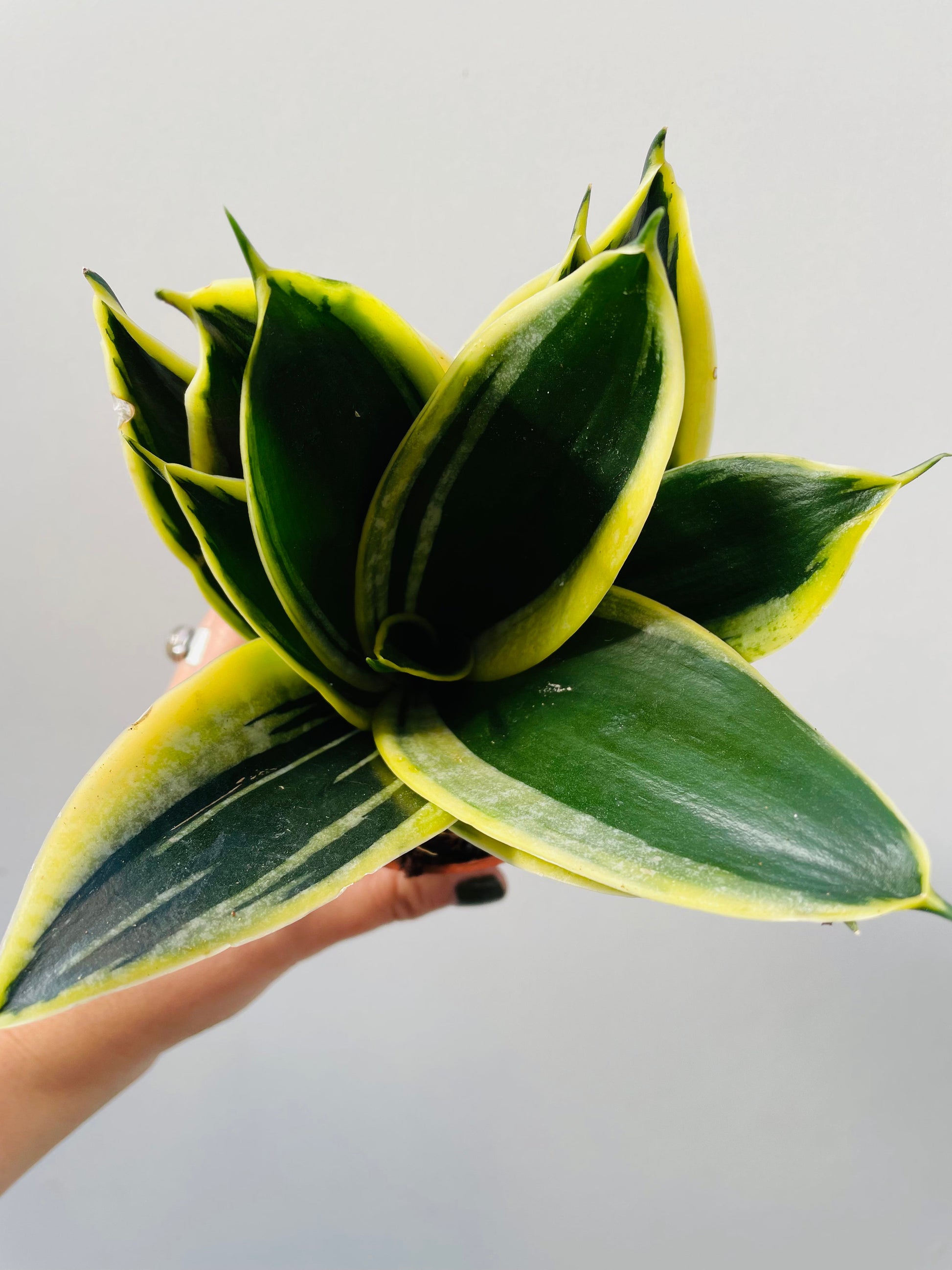 Bilde av Sansevieria hahnii ‘Black Star’-Spanne Plantesalg