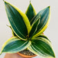 Bilde av Sansevieria hahnii ‘Black Star’-Spanne Plantesalg