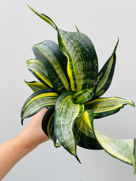 Bilde av Sansevieria hahnii ‘Spiral Star’-Spanne Plantesalg