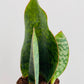 Bilde av Sansevieria masoniana ‘Whale fin’-Spanne Plantesalg