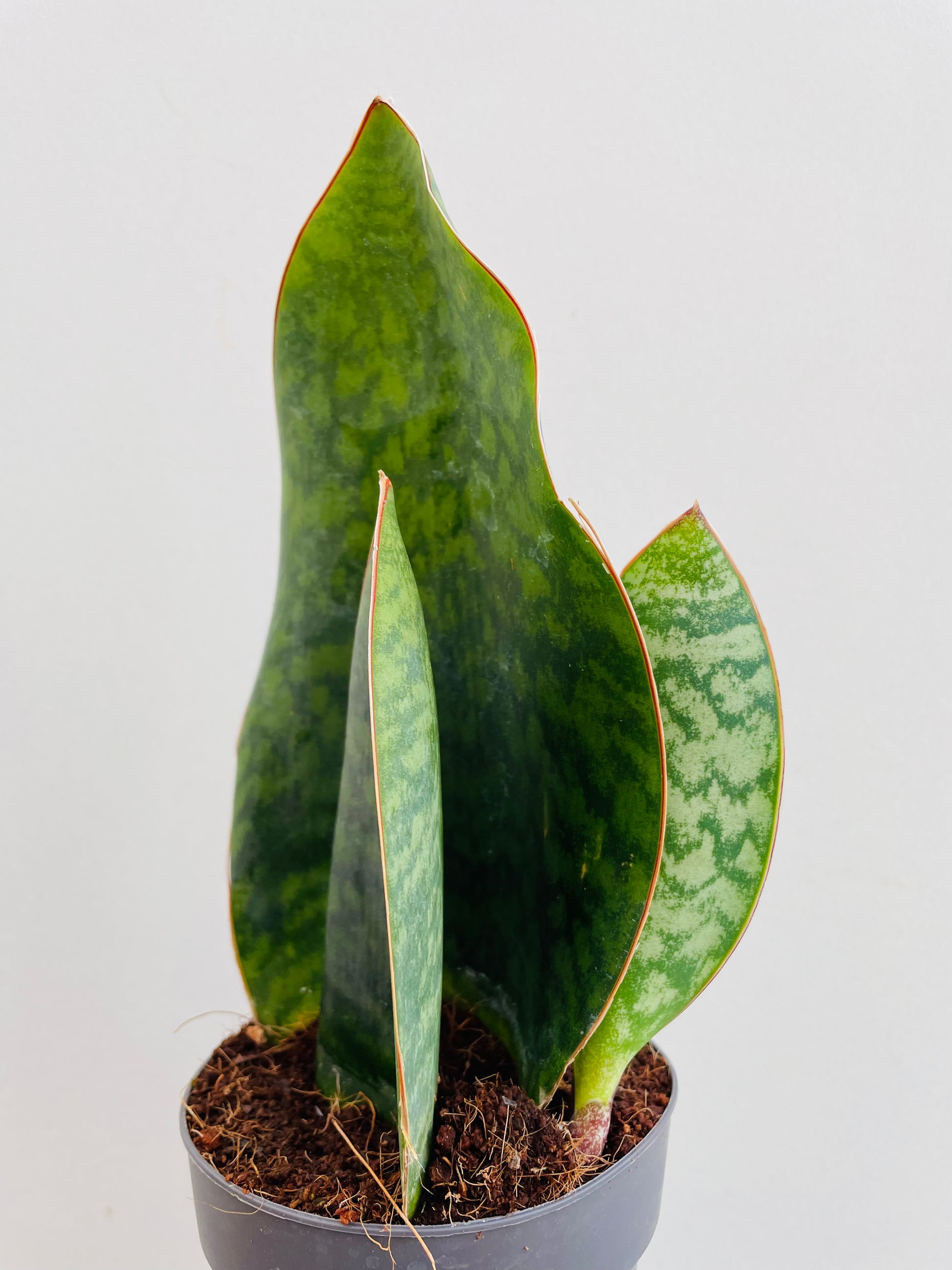 Bilde av Sansevieria masoniana ‘Whale fin’-Spanne Plantesalg