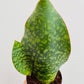 Bilde av Sansevieria masoniana ‘Whale fin’-Spanne Plantesalg