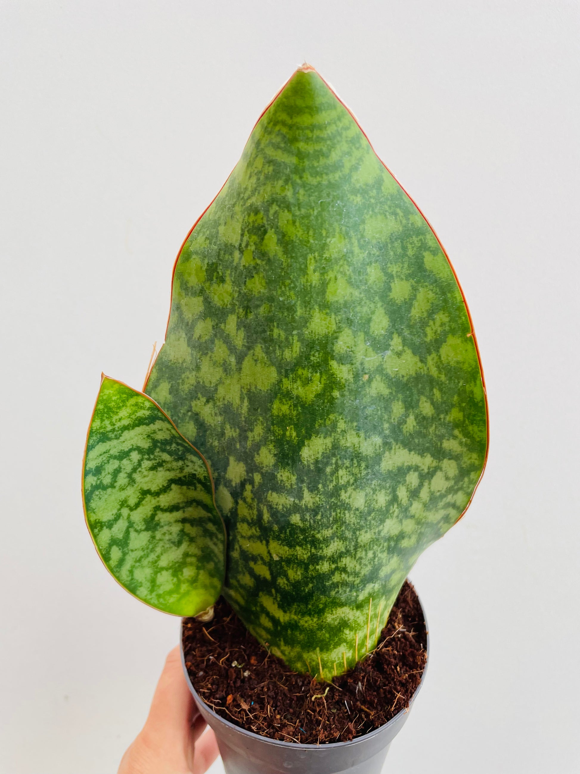 Bilde av Sansevieria masoniana ‘Whale fin’-Spanne Plantesalg