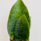 Bilde av Sansevieria masoniana ‘Whale fin’-Spanne Plantesalg