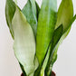 Bilde av Sansevieria ‘Moonshine’-Spanne Plantesalg
