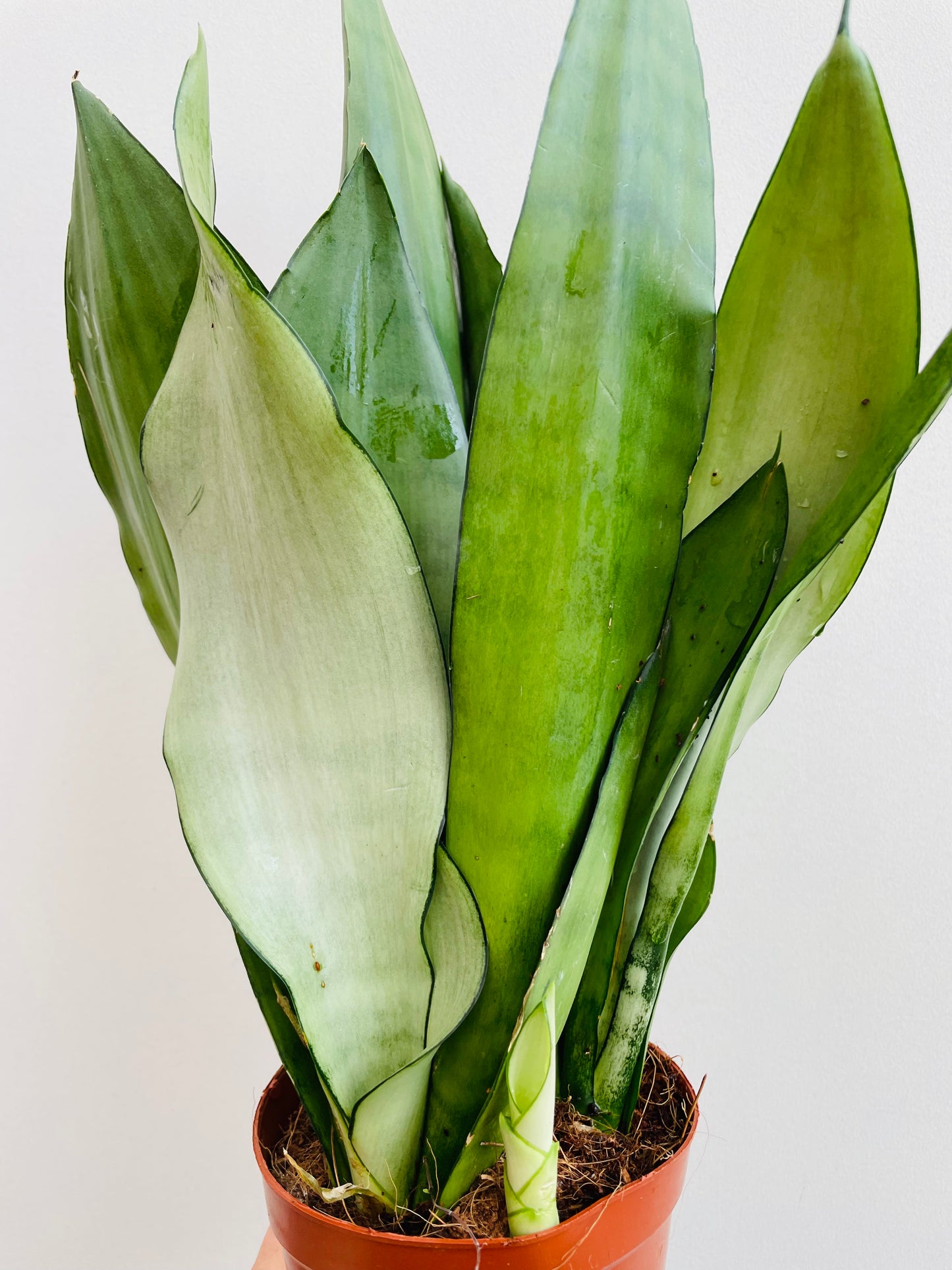 Bilde av Sansevieria ‘Moonshine’-Spanne Plantesalg
