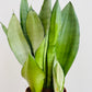 Bilde av Sansevieria ‘Moonshine’-Spanne Plantesalg
