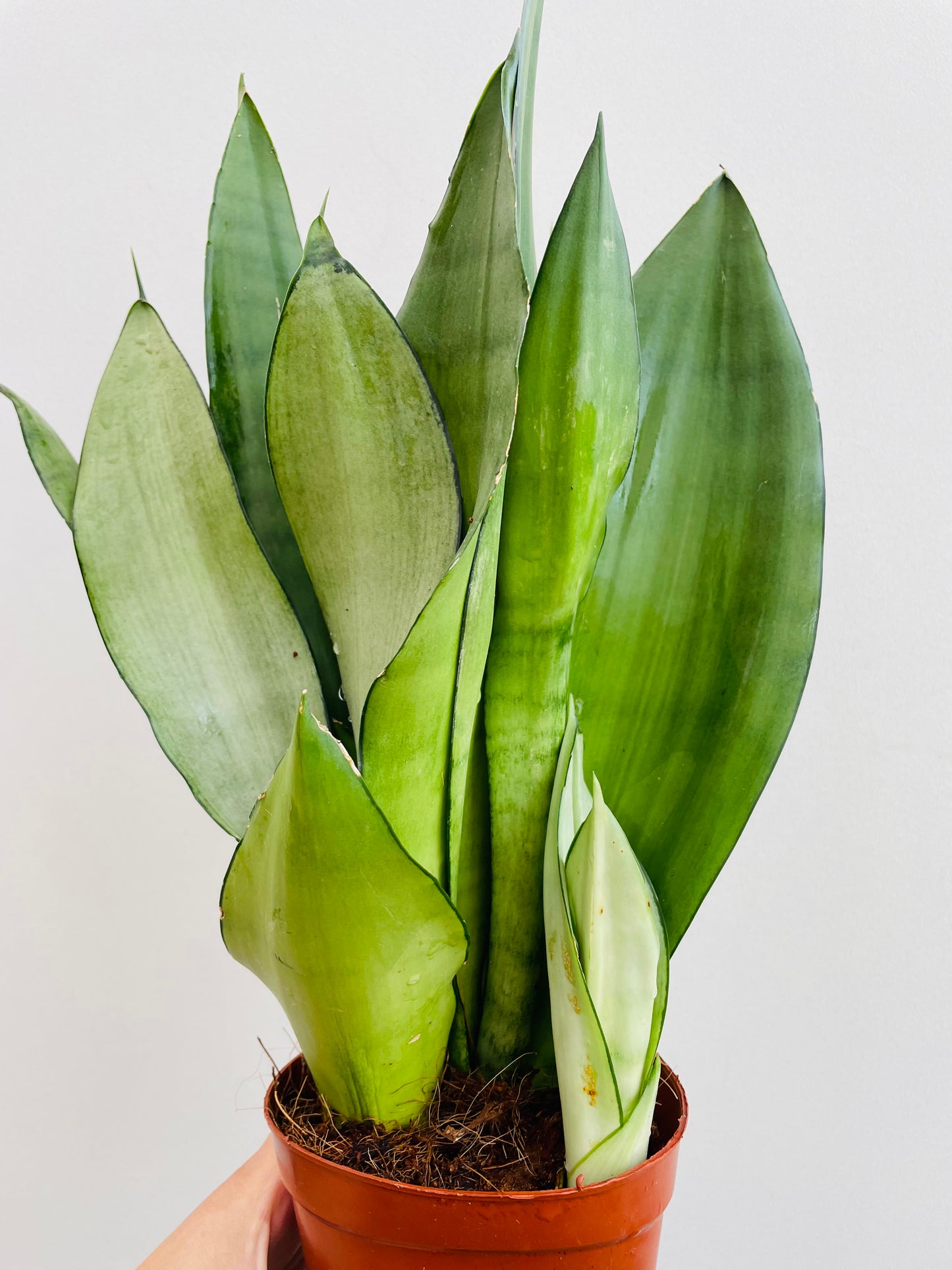 Bilde av Sansevieria ‘Moonshine’-Spanne Plantesalg