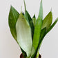 Bilde av Sansevieria ‘Moonshine’-Spanne Plantesalg