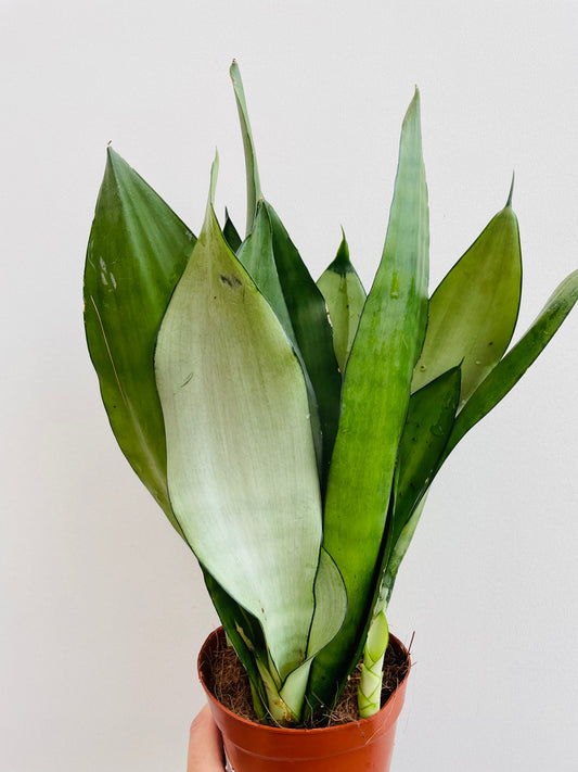 Bilde av Sansevieria ‘Moonshine’-Spanne Plantesalg