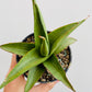 Bilde av Sansevieria ‘Platinum Crown’-Spanne Plantesalg