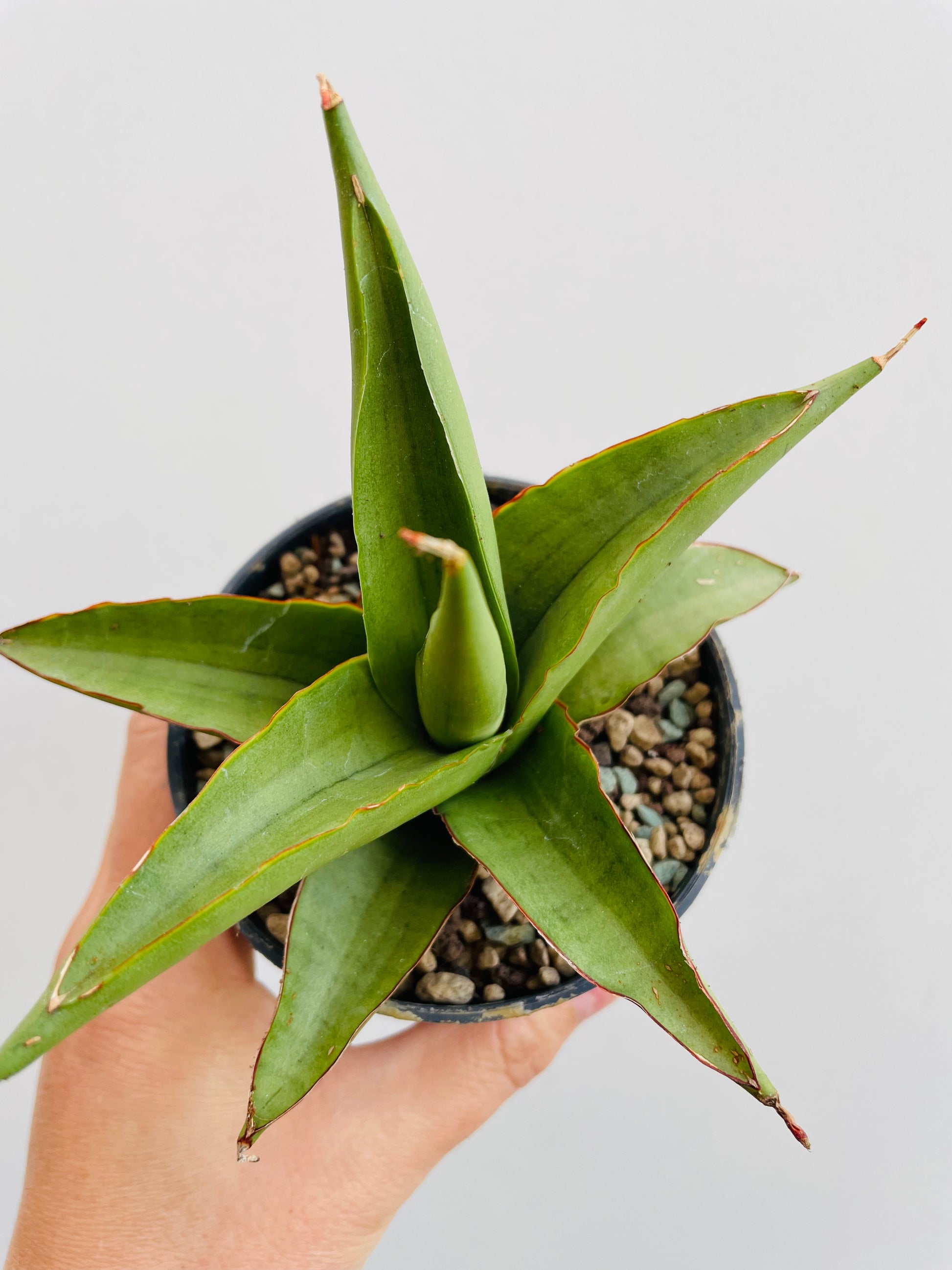 Bilde av Sansevieria ‘Platinum Crown’-Spanne Plantesalg