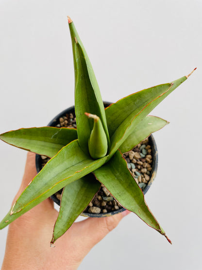 Bilde av Sansevieria ‘Platinum Crown’-Spanne Plantesalg