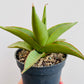 Bilde av Sansevieria ‘Platinum Crown’-Spanne Plantesalg