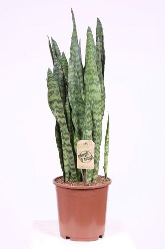 Bilde av Sansevieria trifasciata Black Coral-Spanne Plantesalg