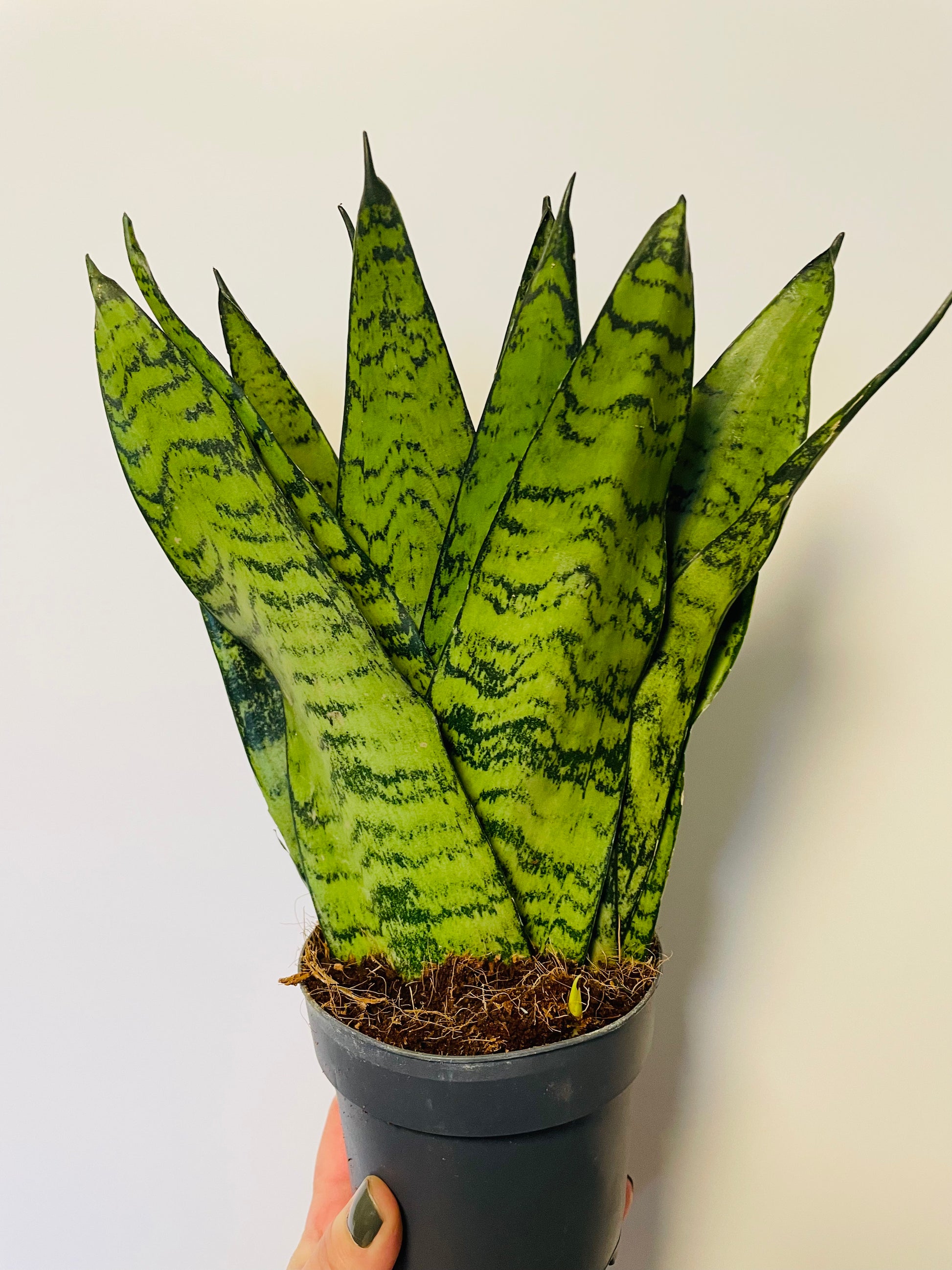 Bilde av Sansevieria trifasciata zeylanica-Spanne Plantesalg