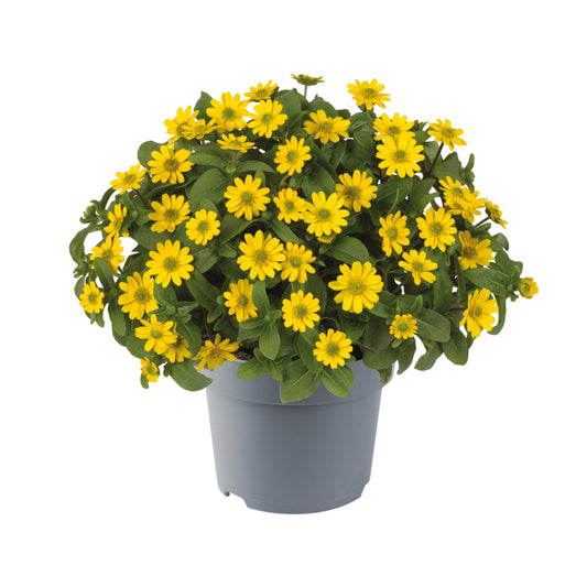 Bilde av Sanvitalia Sp. Santiago Bright Yellow 3 st-Spanne Plantesalg