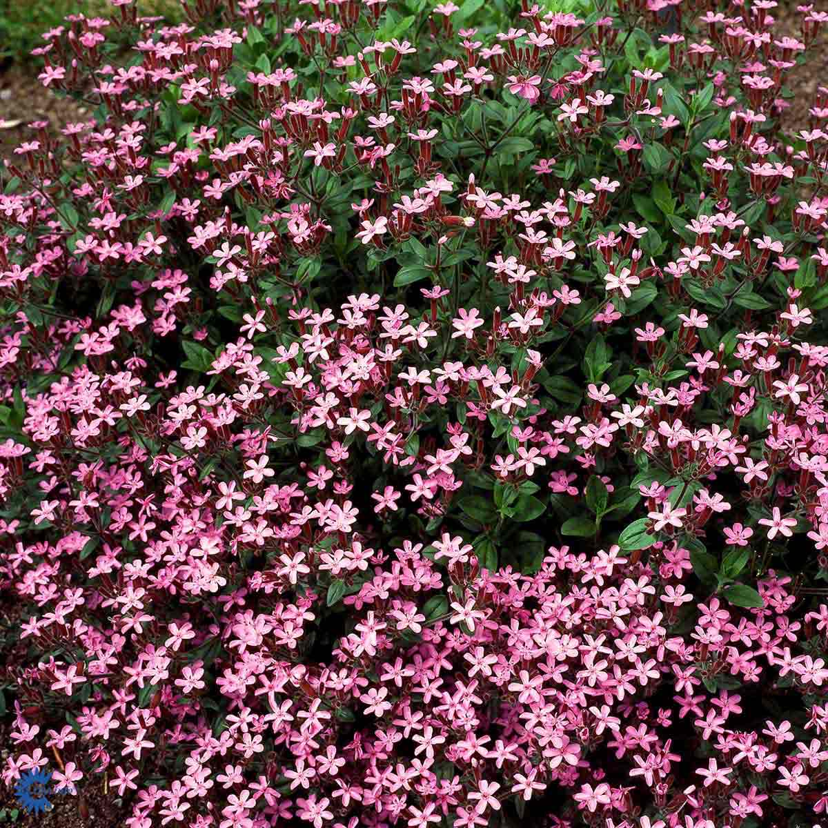 Bilde av Saponaria ocymoides-Spanne Plantesalg
