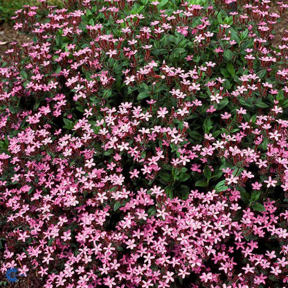 Bilde av Saponaria ocymoides-Spanne Plantesalg