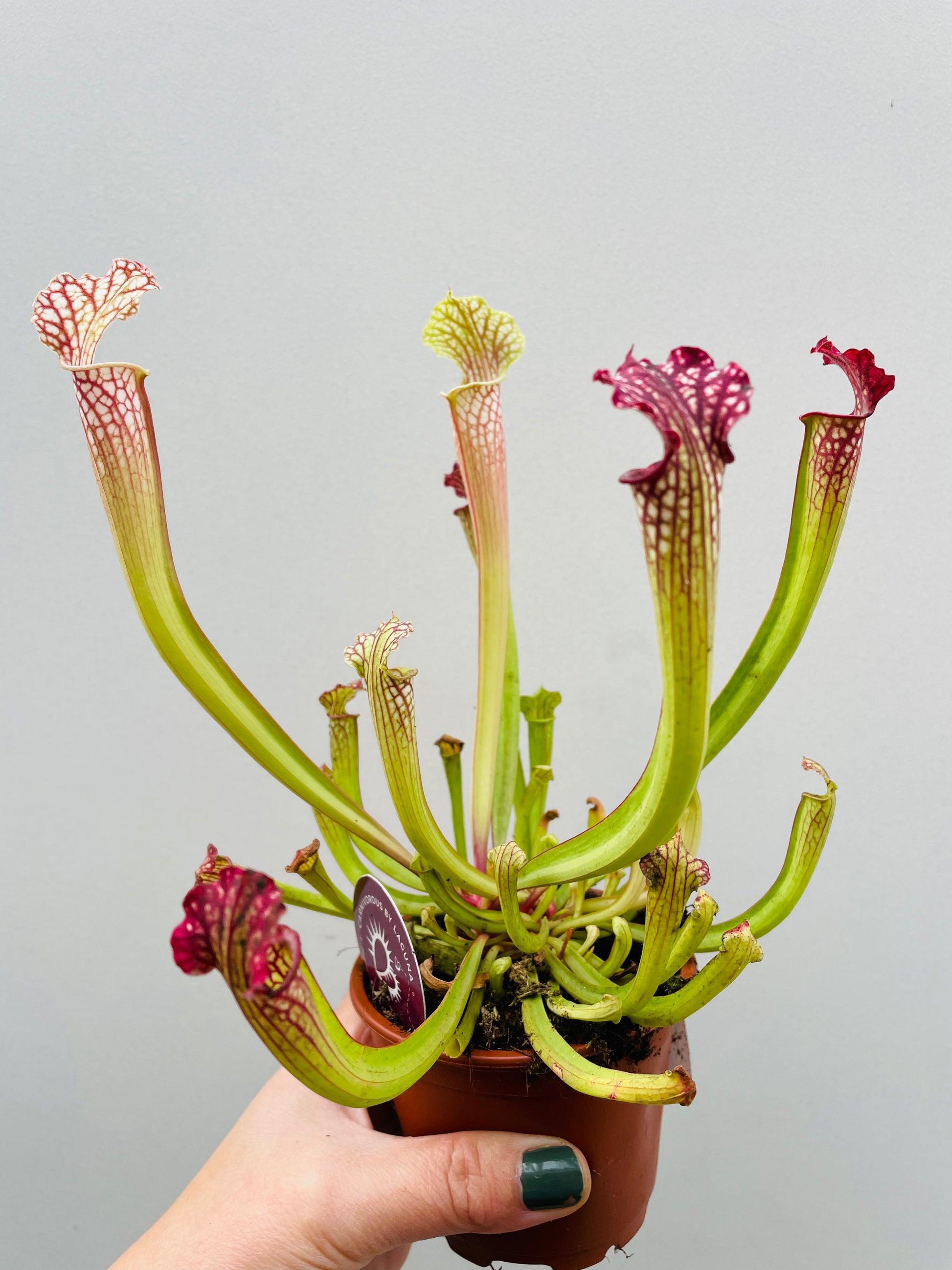 Bilde av Sarracenia farnhamii-Spanne Plantesalg