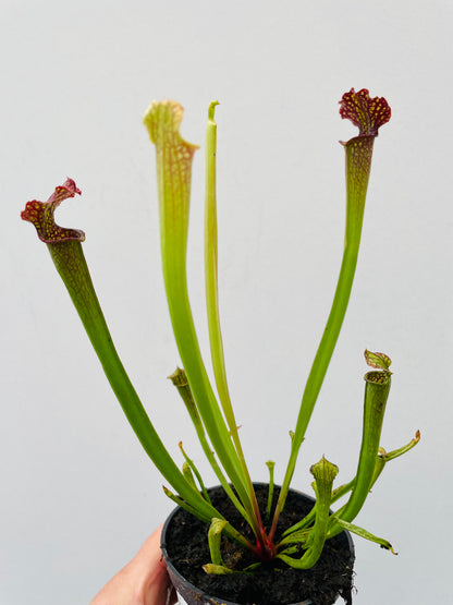 Bilde av Sarracenia farnhamii-Spanne Plantesalg