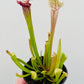 Bilde av Sarracenia leucophylla-Spanne Plantesalg