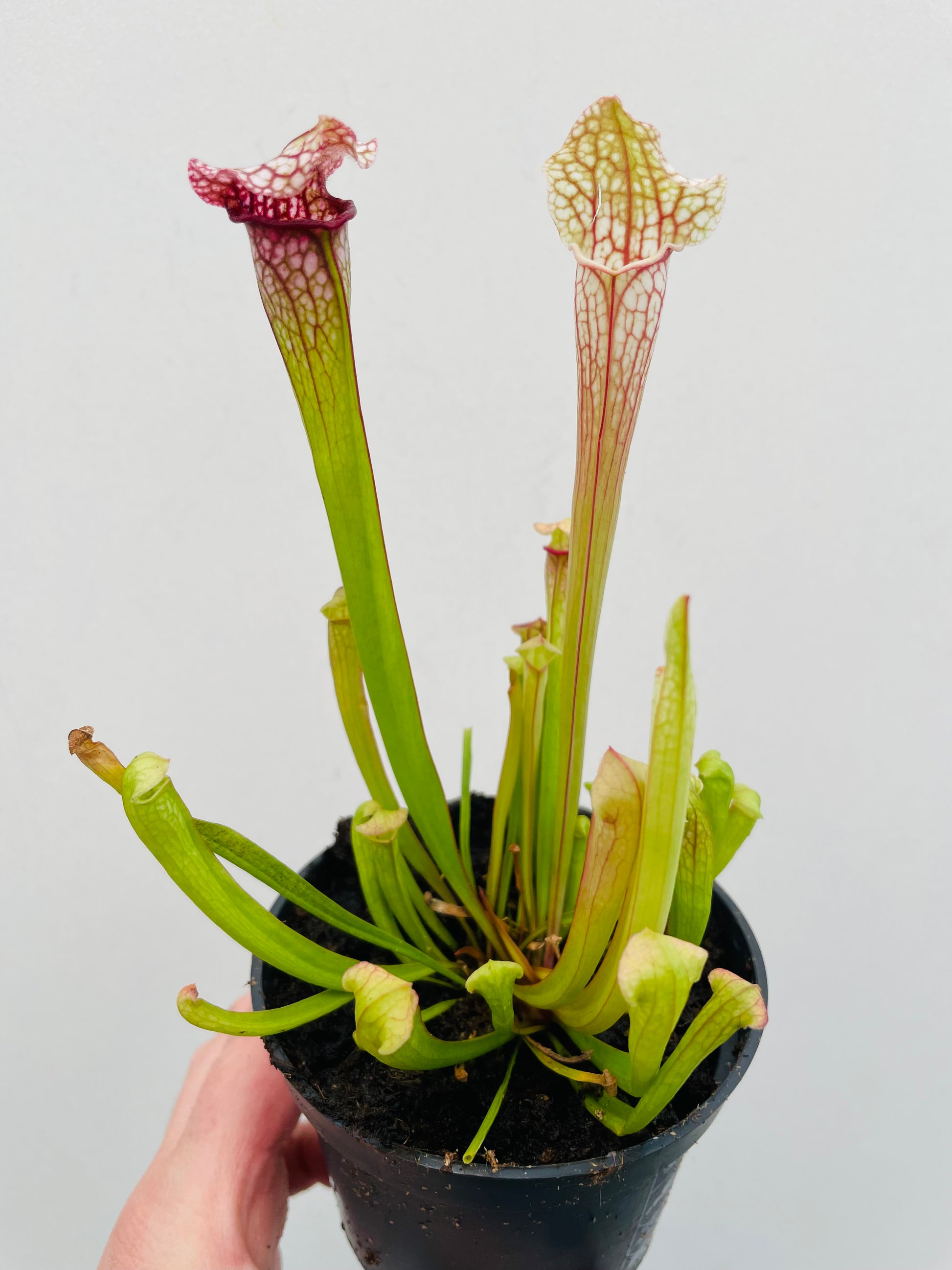 Bilde av Sarracenia leucophylla-Spanne Plantesalg