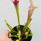 Bilde av Sarracenia leucophylla-Spanne Plantesalg