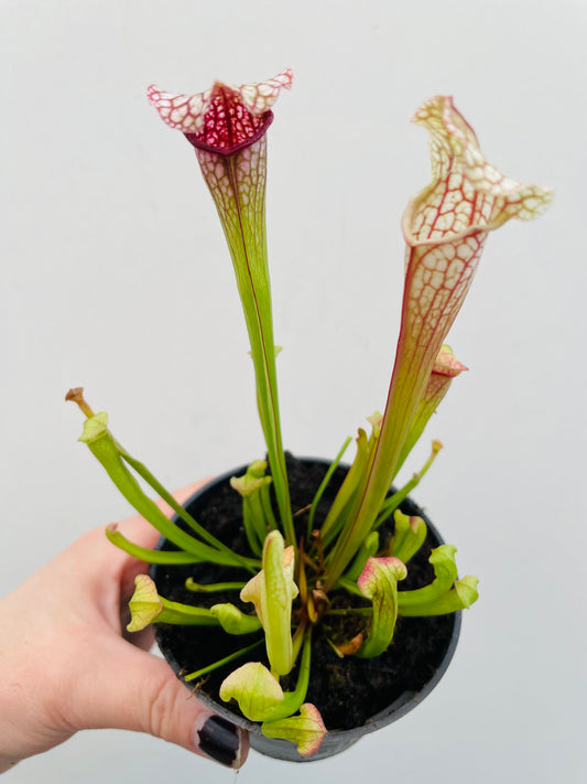 Bilde av Sarracenia leucophylla-Spanne Plantesalg