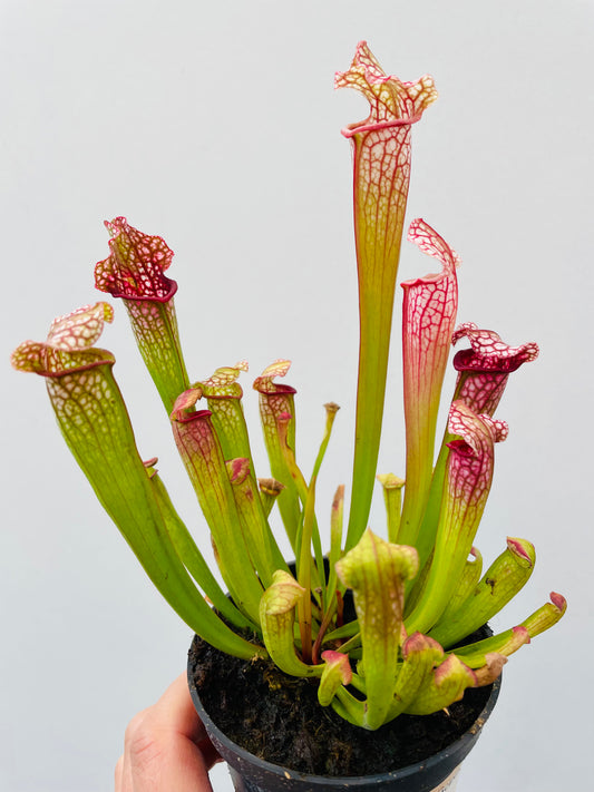 Bilde av Sarracenia leucopylla ‘Mississippi’-Spanne Plantesalg