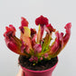 Bilde av Sarracenia ‘Maroon’-Spanne Plantesalg