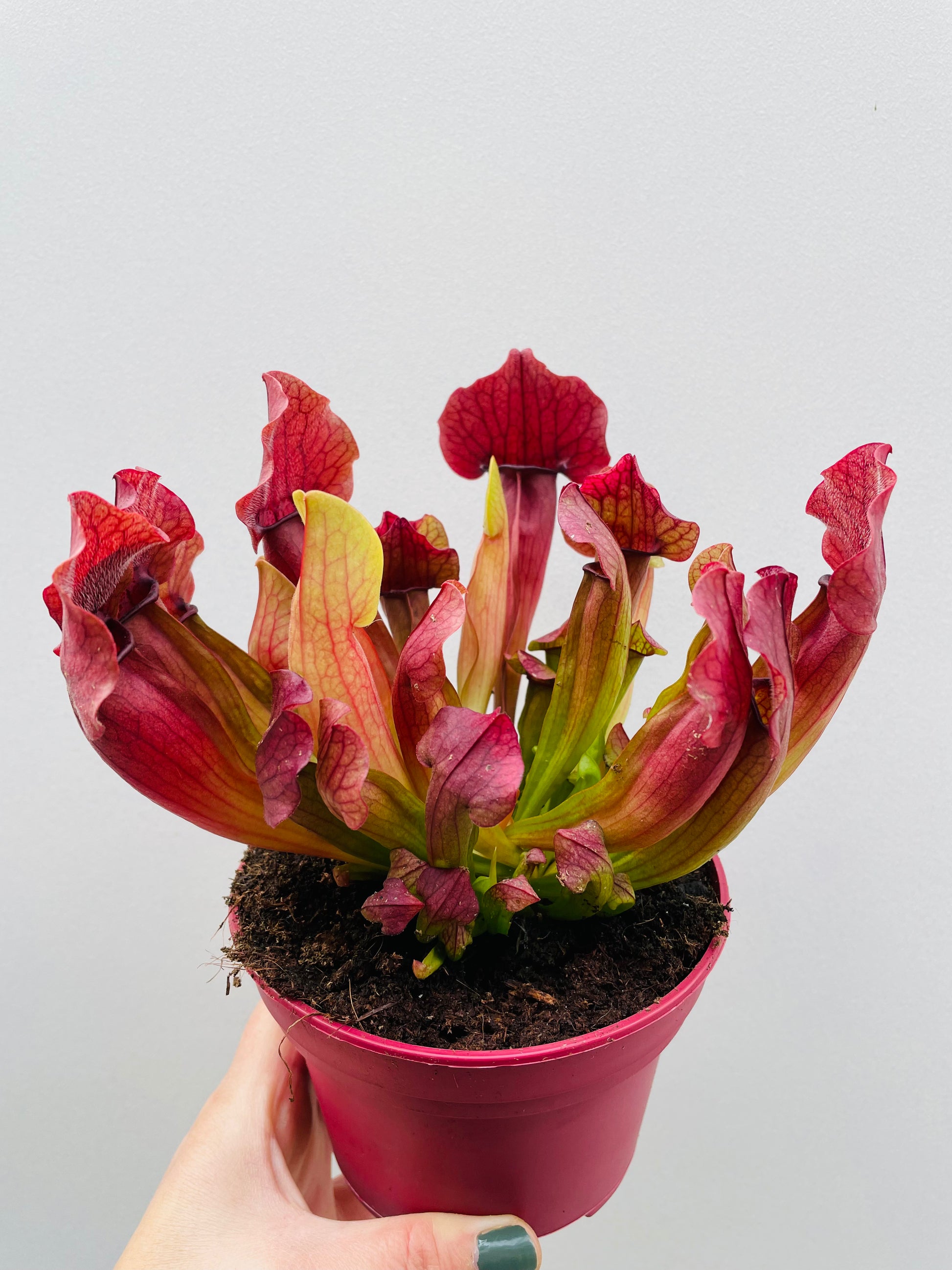 Bilde av Sarracenia ‘Maroon’-Spanne Plantesalg