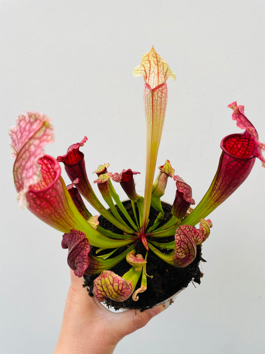 Bilde av Sarracenia ‘Philadelphia’-Spanne Plantesalg