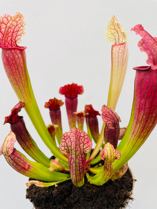 Bilde av Sarracenia ‘Philadelphia’-Spanne Plantesalg