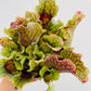 Bilde av Sarracenia purpurea ‘Montana’-Spanne Plantesalg