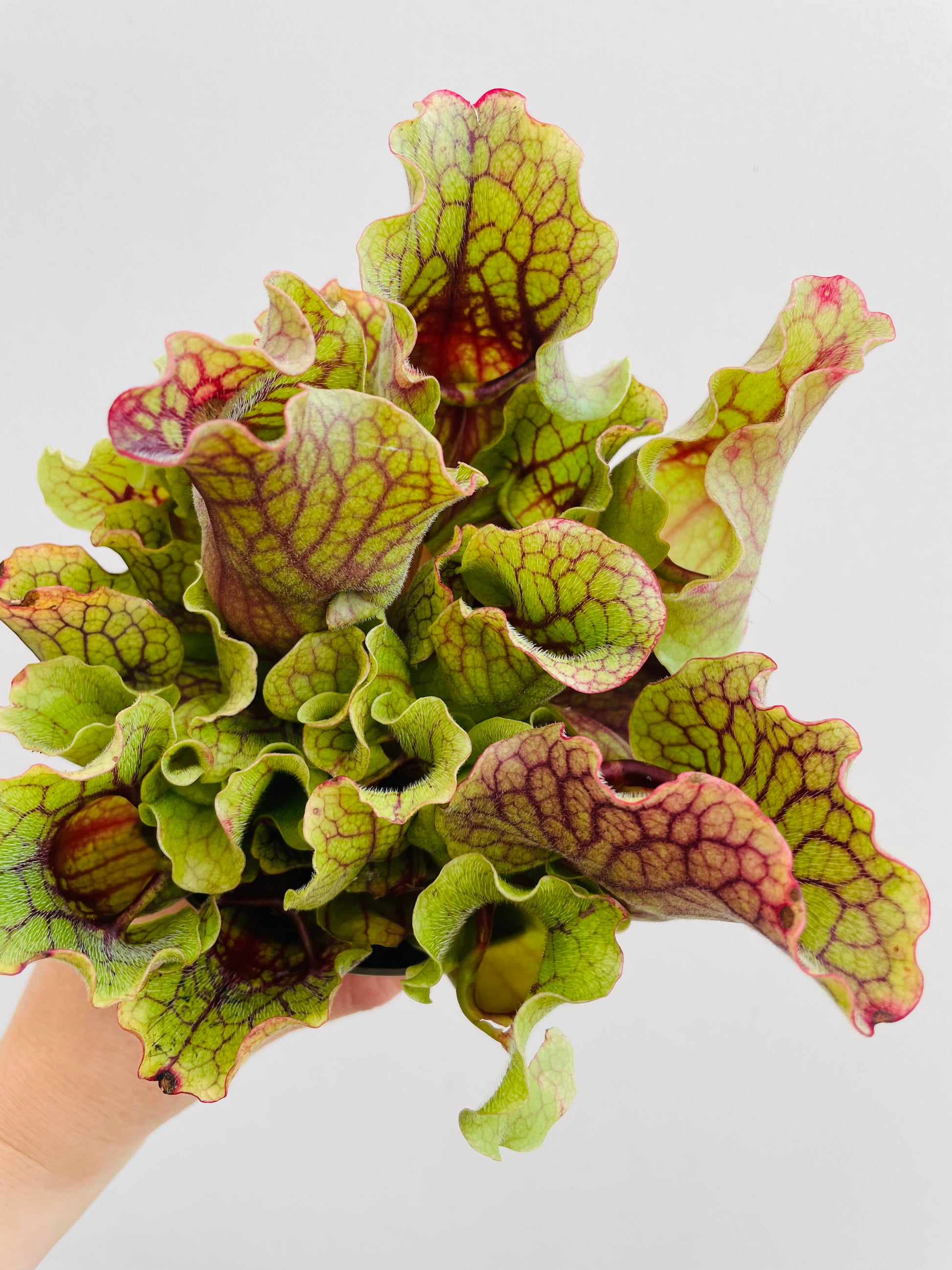 Bilde av Sarracenia purpurea ‘Montana’-Spanne Plantesalg