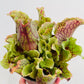 Bilde av Sarracenia purpurea ‘Montana’-Spanne Plantesalg