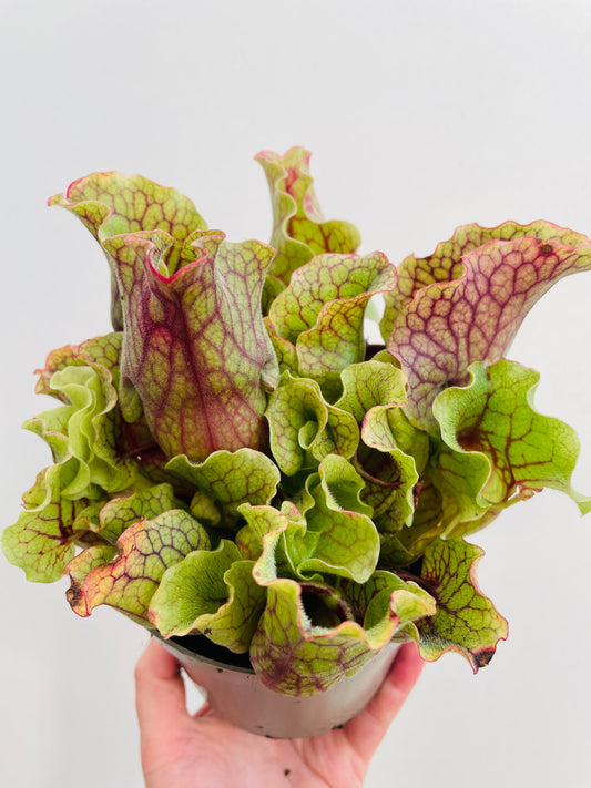 Bilde av Sarracenia purpurea ‘Montana’-Spanne Plantesalg