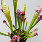 Bilde av Sarracenia stevensii-Spanne Plantesalg