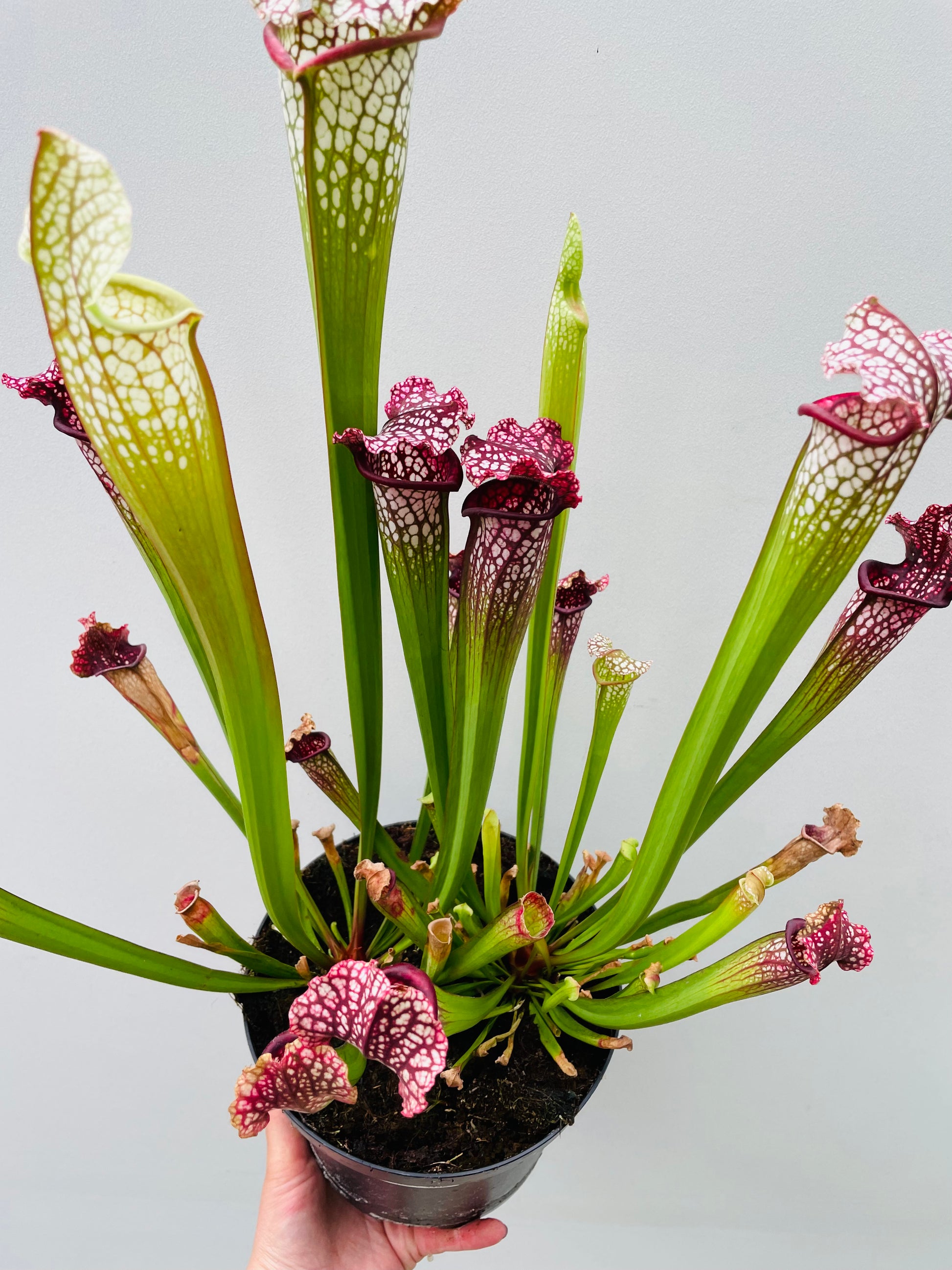 Bilde av Sarracenia stevensii-Spanne Plantesalg