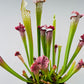 Bilde av Sarracenia stevensii-Spanne Plantesalg