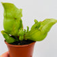 Bilde av Sarracenia venosa ‘Green’-Spanne Plantesalg
