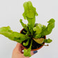 Bilde av Sarracenia venosa ‘Green’-Spanne Plantesalg