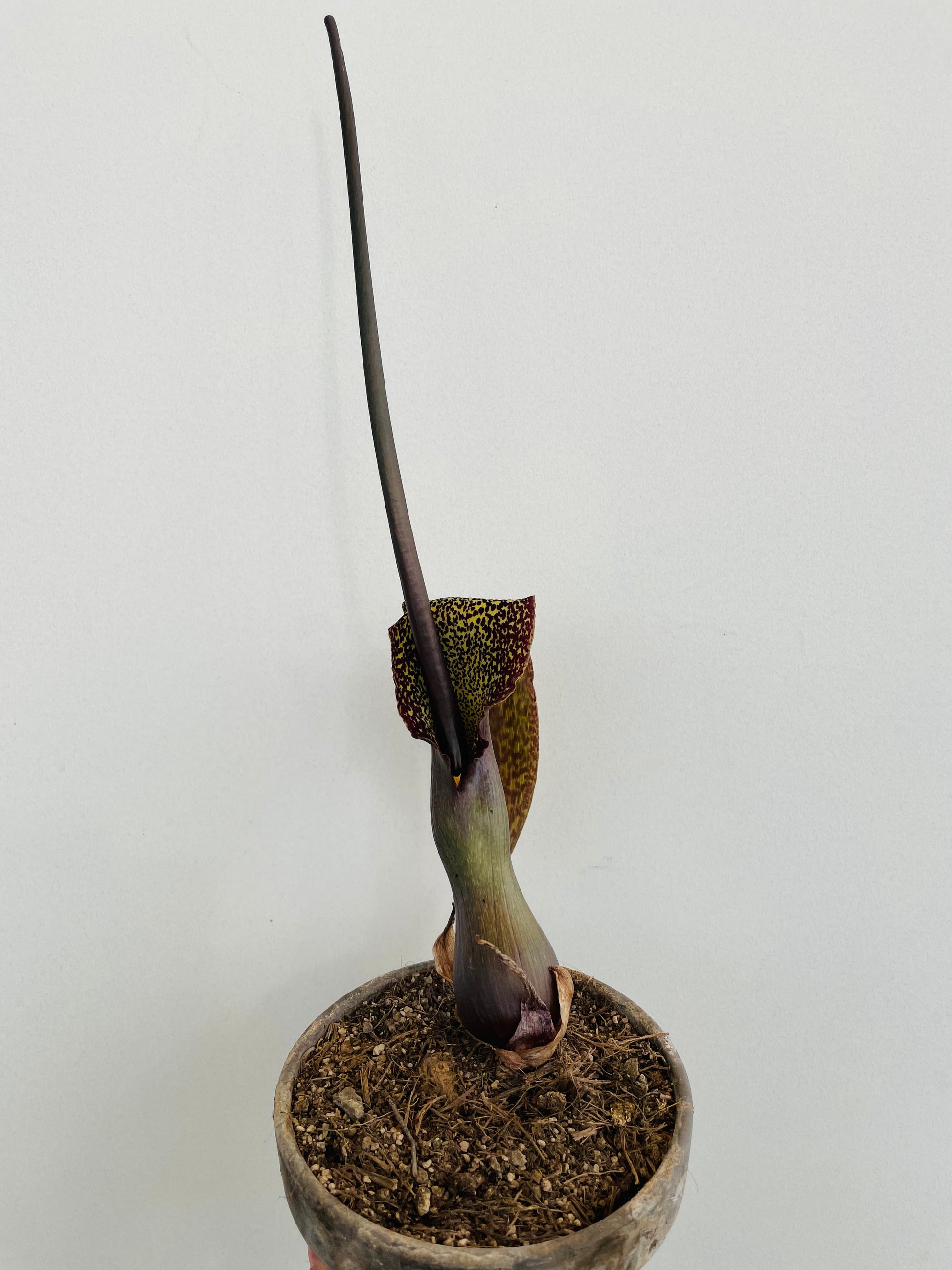Bilde av Sauromatum venosum "Voodoo Lily"-Spanne Plantesalg