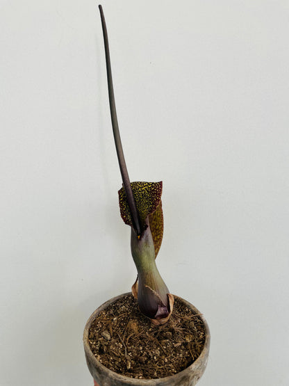 Bilde av Sauromatum venosum "Voodoo Lily"-Spanne Plantesalg
